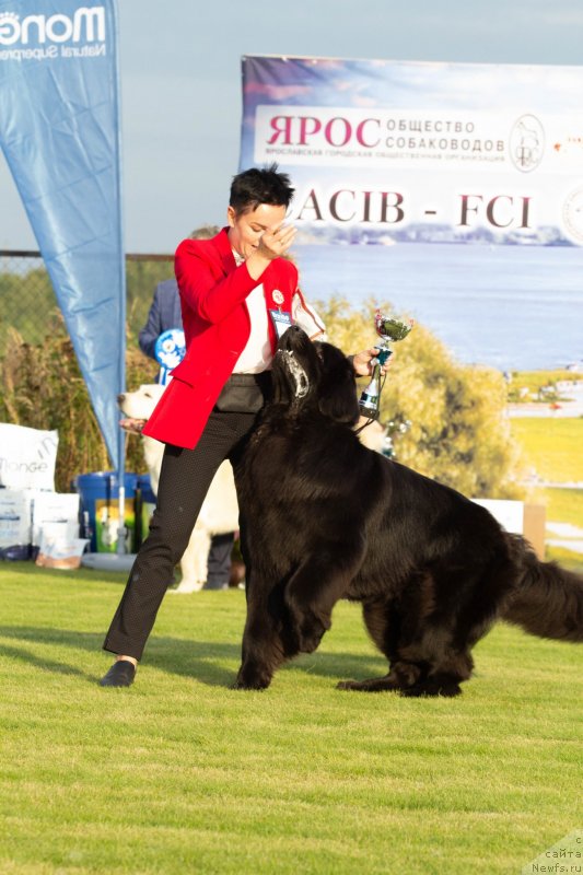 Фото: ньюфаундленд Brownblood MSK Lavy Neman (Браунблад MCК Лави Нэман), Aleksandra Vasina (Александра Васина)