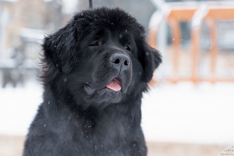 Фото: ньюфаундленд Lilu Bella (Лилу Белла)