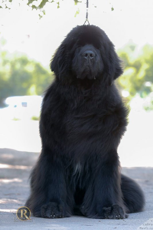 Фото: ньюфаундленд King of Helluland Bulgari