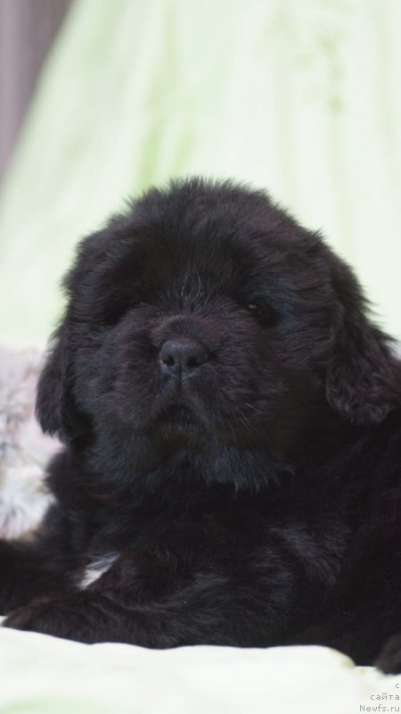 Фото: Щенок от  [d17545], ньюфаундленд Nikol Yarkaya Zvezda (Николь Яркая Звезда)