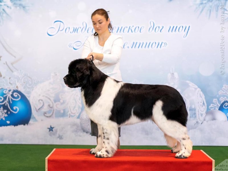 Фото: ньюфаундленд Akvian Song Cafira (Аквиан Сонг Цафира)