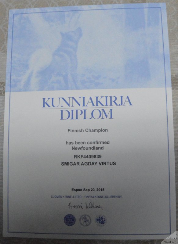 Фото: ньюфаундленд Smigar Agday Virtus (Смигар Агдай Виртус)