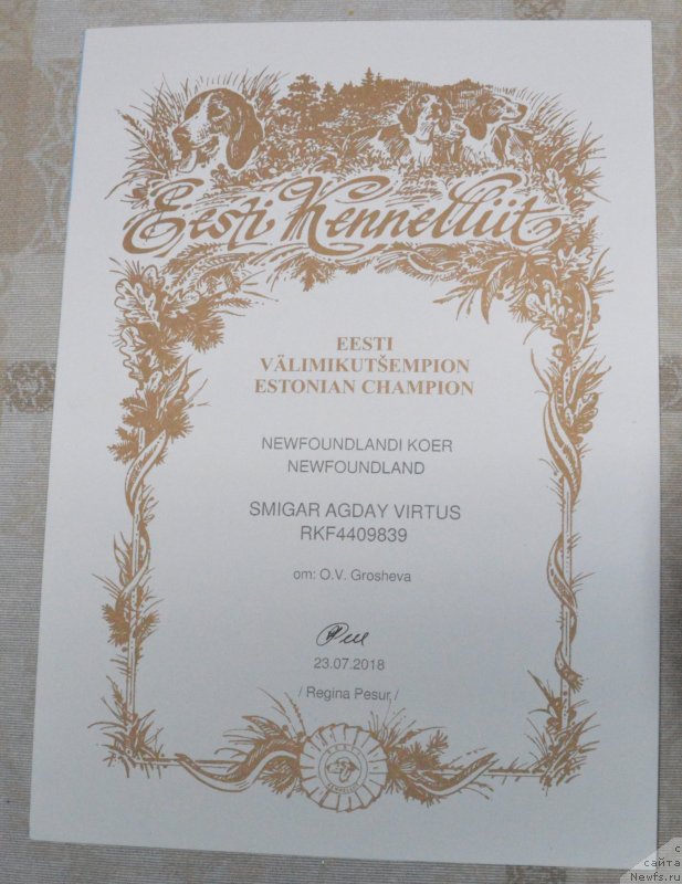 Фото: ньюфаундленд Smigar Agday Virtus (Смигар Агдай Виртус)