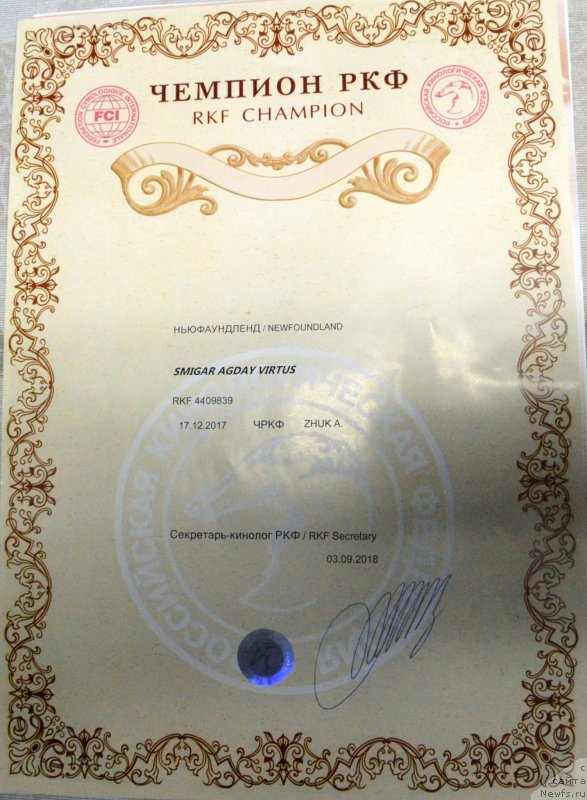 Фото: ньюфаундленд Smigar Agday Virtus (Смигар Агдай Виртус)