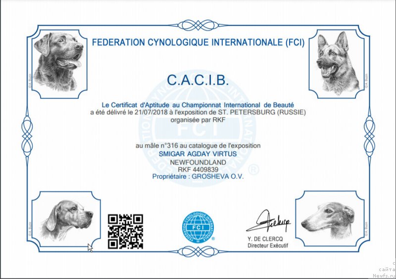 Фото: ньюфаундленд Smigar Agday Virtus (Смигар Агдай Виртус)