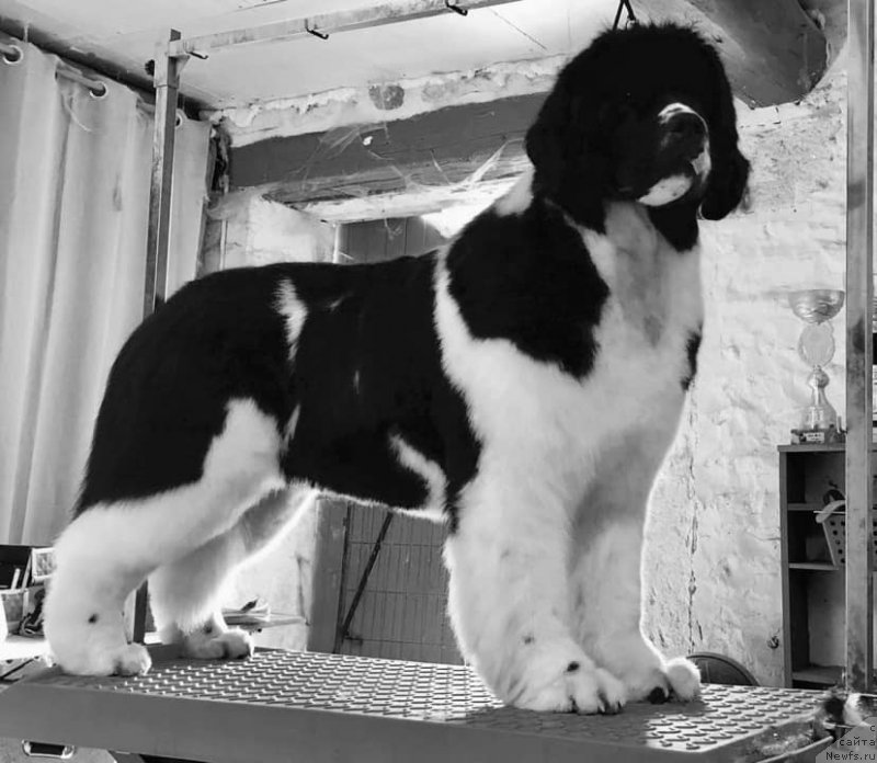 Фото: ньюфаундленд Akvian Song Heven Sent at Oukaya Forever (Аквиан Сонг Хевен Сент ат Оукая Форевер)