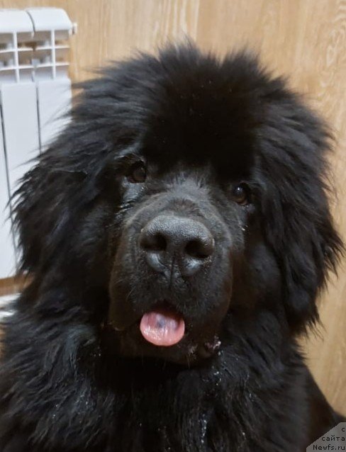 Фото: ньюфаундленд Stardi Kollekshn Elizaveta (Старди Коллекшн Елизавета)