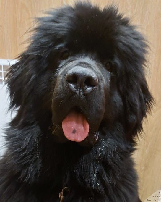 Фото: ньюфаундленд Stardi Kollekshn Elizaveta (Старди Коллекшн Елизавета)