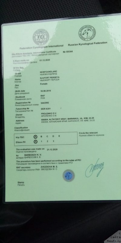Фото: ньюфаундленд Njufort Perseya (Ньюфорт Персея)