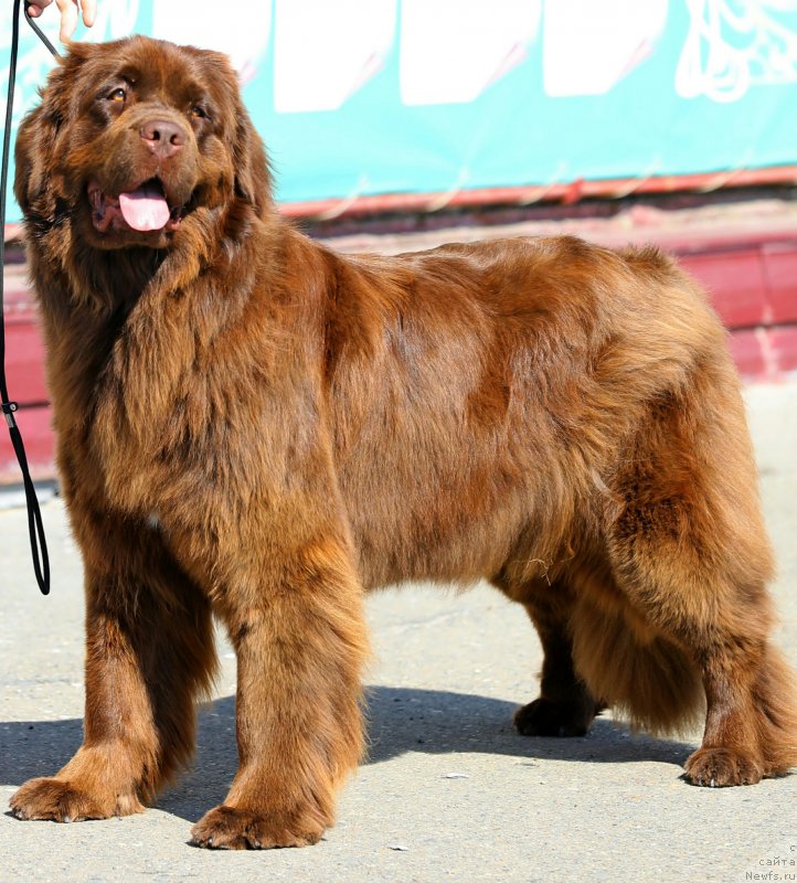 Фото: ньюфаундленд Njufort Perseya (Ньюфорт Персея)