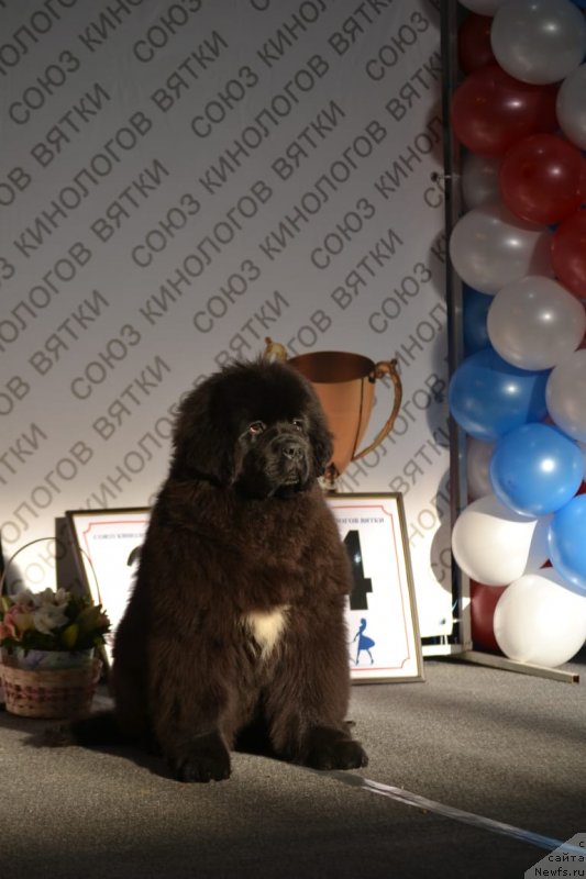 Фото: ньюфаундленд Hozjain Taygi Chest (Хозяин Тайги Честь)