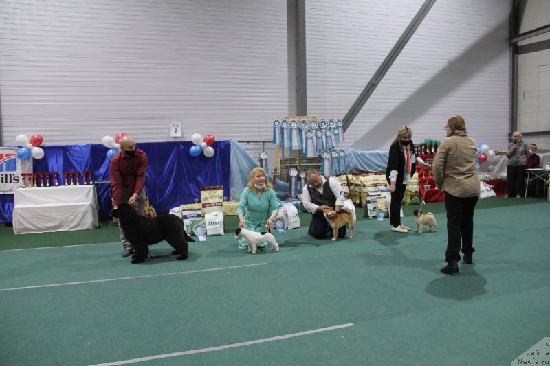 Фото: ньюфаундленд Hozjain Taygi Chest (Хозяин Тайги Честь)