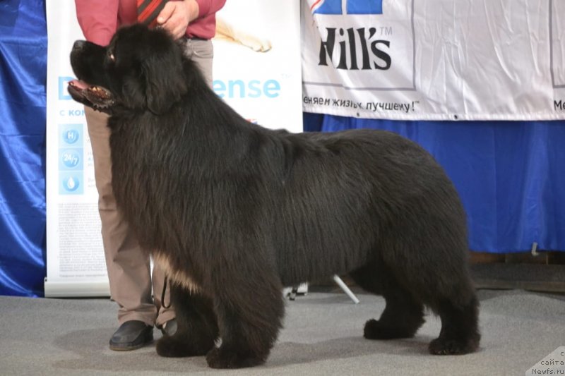 Фото: ньюфаундленд Vyatskiy Medved Prohor (Вятский Медведь Прохор)