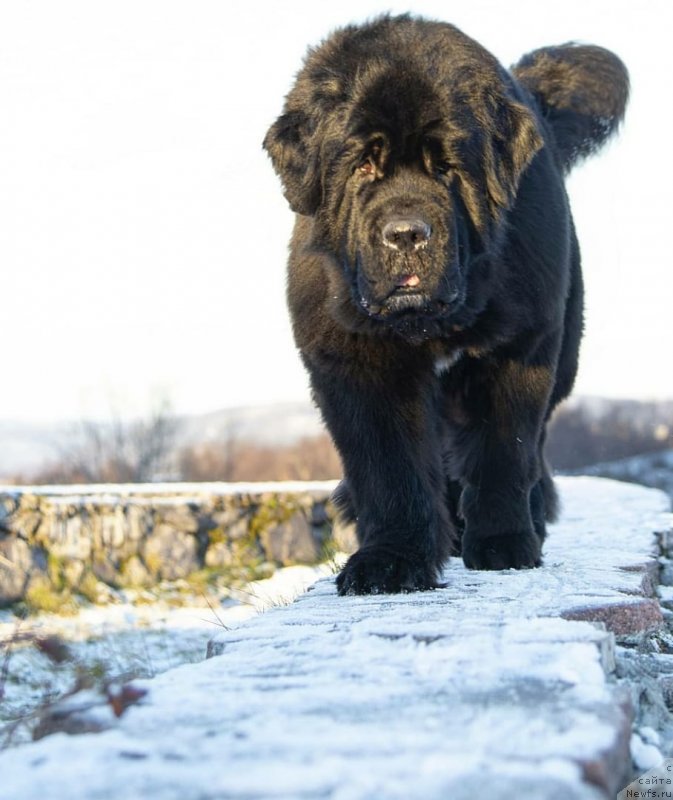 Фото: ньюфаундленд Belkonder-Club Jamaica Blue Mountin (Белкондер-Клаб Ямайка Блю Маунтин)