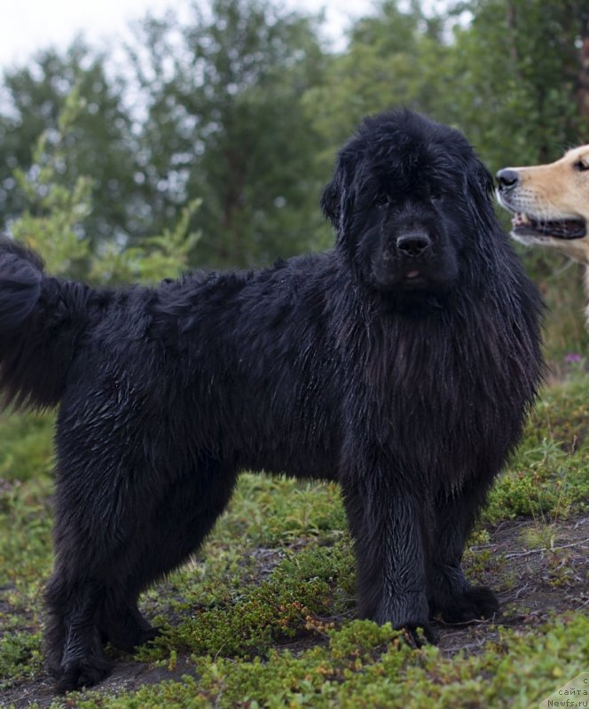 Фото: ньюфаундленд Belkonder-Club Jamaica Blue Mountin (Белкондер-Клаб Ямайка Блю Маунтин)