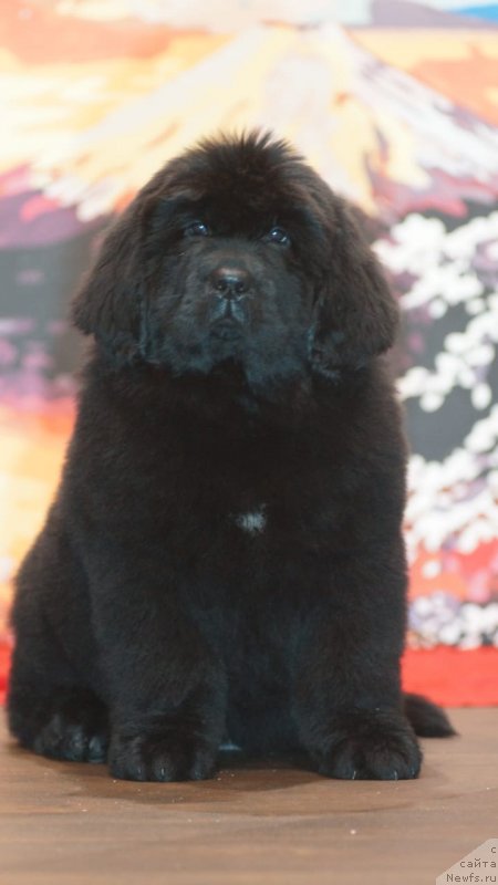 Фото: ньюфаундленд Nikol Yarkaya Zvezda (Николь Яркая Звезда)