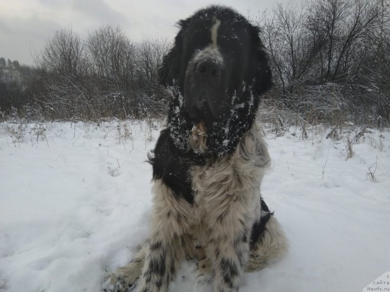 Фото: [d13412]Руслан богатырь сибирский