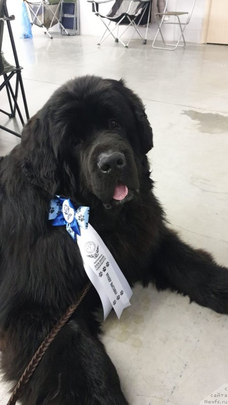 Фото: ньюфаундленд Vip Kollekshn Zavgard (Вип Коллекшн Завгард)