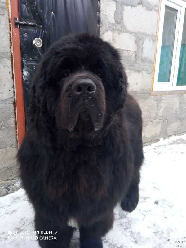 Фото: ньюфаундленд Vip Kollekshn Zavgard (Вип Коллекшн Завгард)