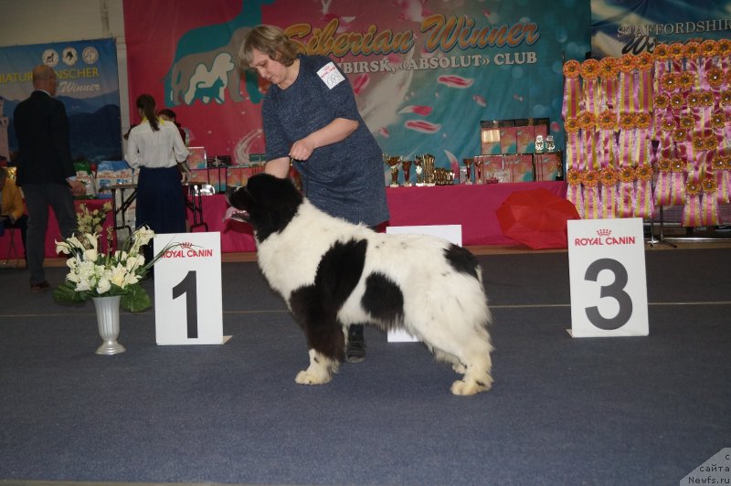 Фото: ньюфаундленд Indjiya From Rashn Bear (Инджия Фром Рашн Беар)