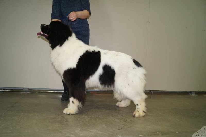 Фото: ньюфаундленд Indjiya From Rashn Bear (Инджия Фром Рашн Беар)