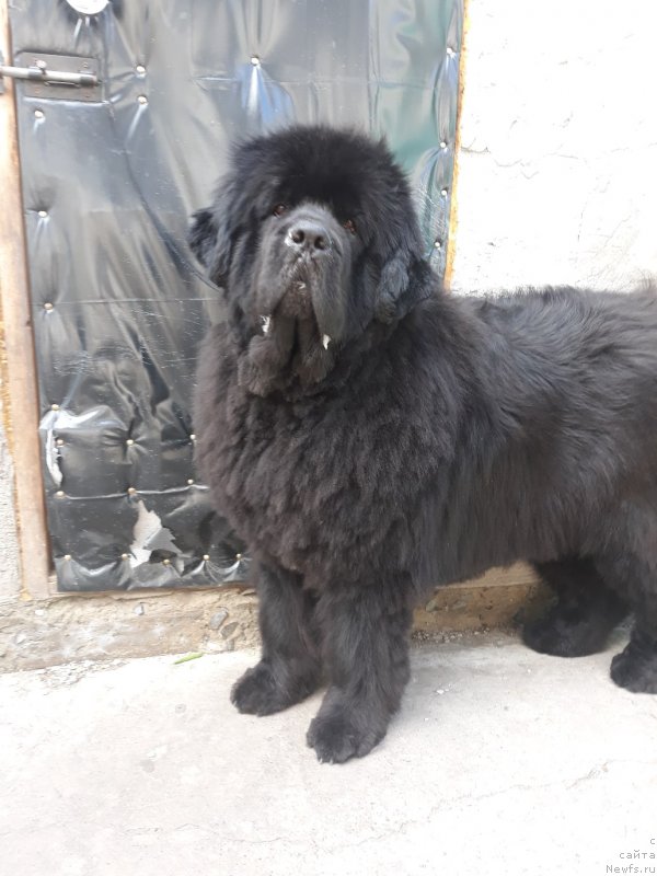 Фото: ньюфаундленд N'yufort Niagara (Ньюфорт Ниагара)