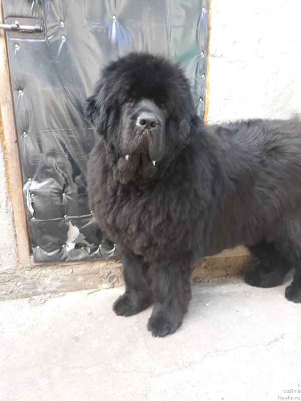 Фото: ньюфаундленд N'yufort Niagara (Ньюфорт Ниагара)