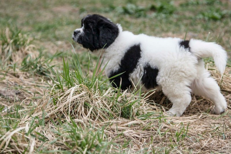 Фото: ньюфаундленд Indjiya From Rashn Bear (Инджия Фром Рашн Беар)