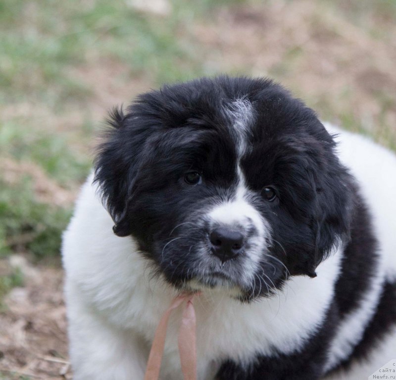 Фото: ньюфаундленд Indjiya From Rashn Bear (Инджия Фром Рашн Беар)