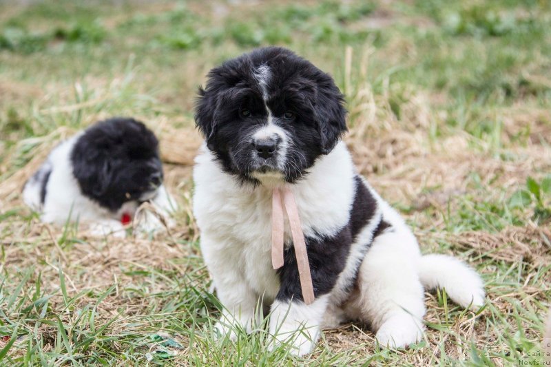 Фото: ньюфаундленд Indjiya From Rashn Bear (Инджия Фром Рашн Беар)