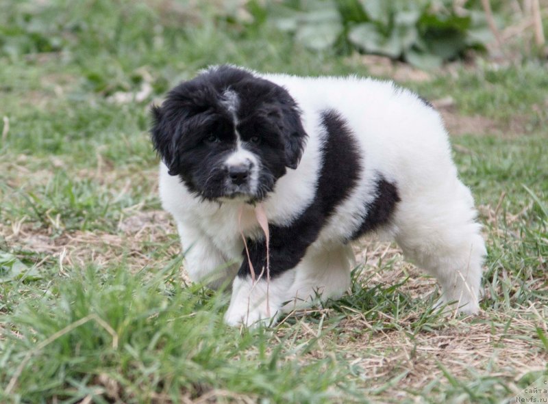 Фото: ньюфаундленд Indjiya From Rashn Bear (Инджия Фром Рашн Беар)