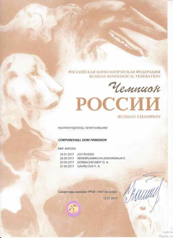 Фото: ньюфаундленд Corporevaill Dom Perignon