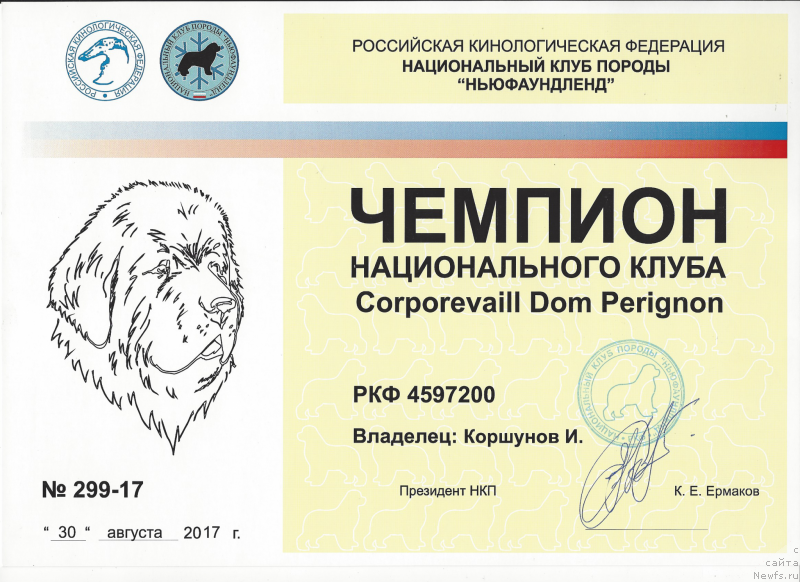 Фото: ньюфаундленд Corporevaill Dom Perignon