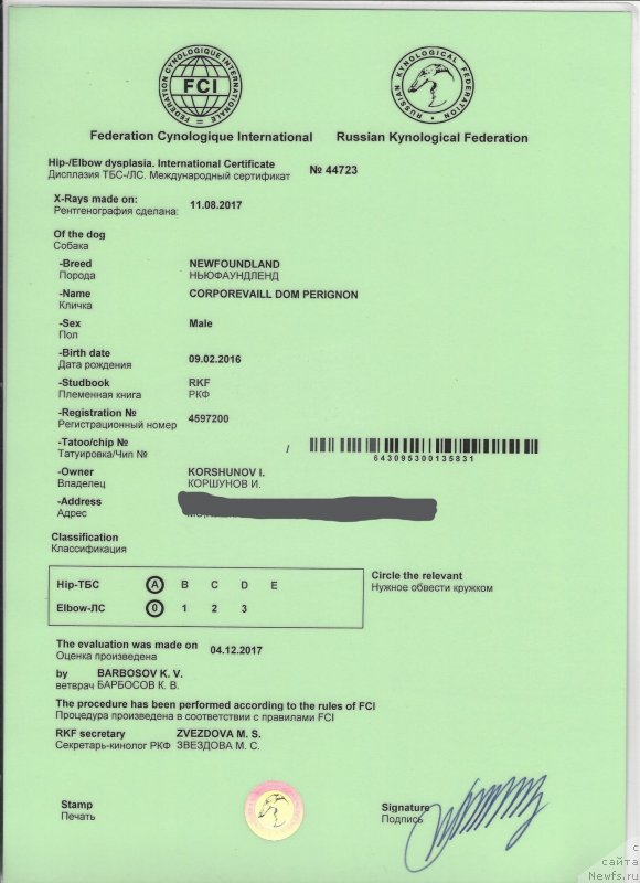 Фото: ньюфаундленд Corporevaill Dom Perignon