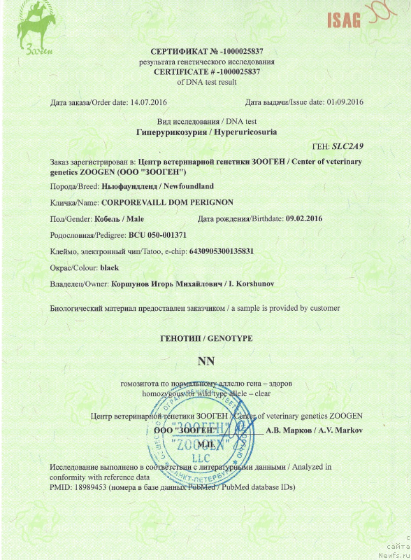 Фото: ньюфаундленд Corporevaill Dom Perignon