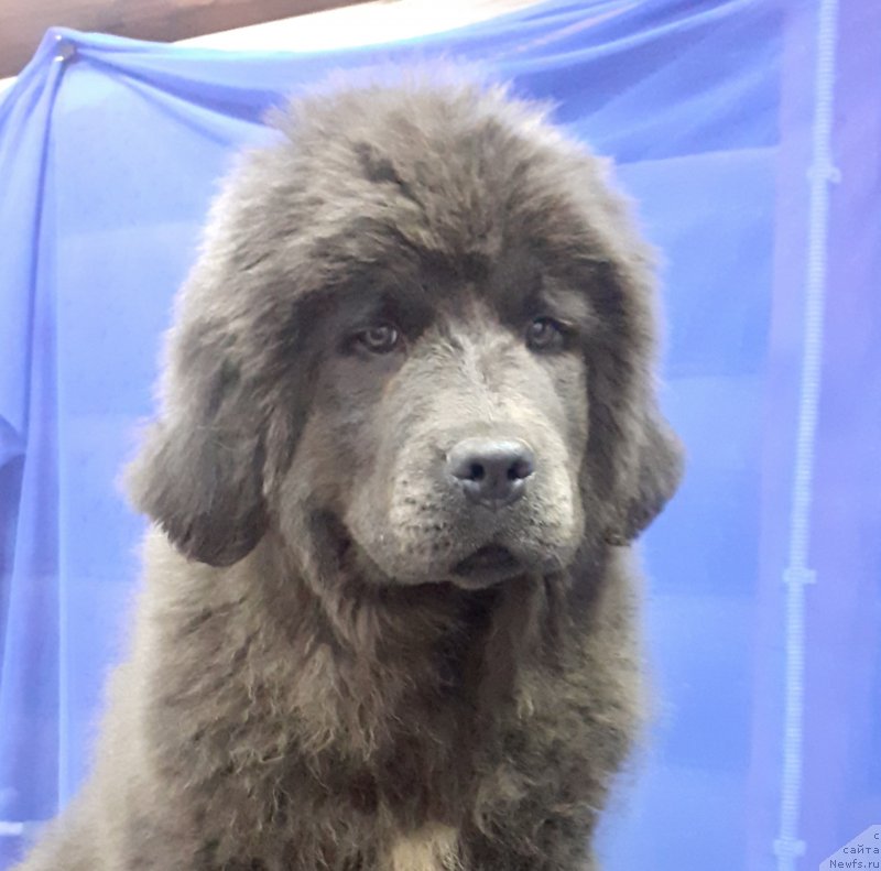 Фото: ньюфаундленд Amulet Dinastii Evangelina (Амулет Династии Евангелина)