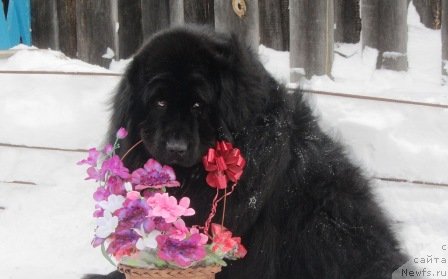 Фотография № 248225