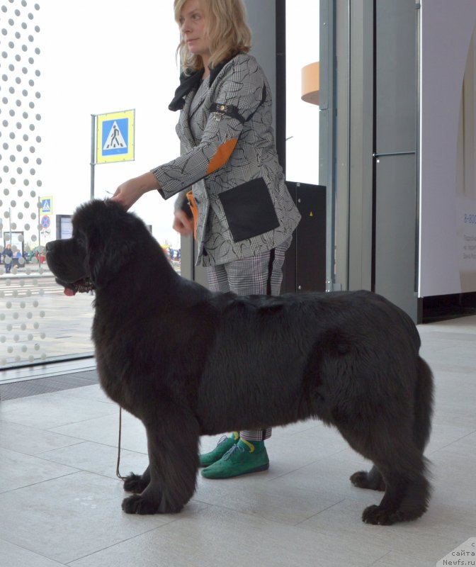 Фото: ньюфаундленд Sent Djons Yustiniya Yuliya (Сент Джонс Юстиния Юлия)