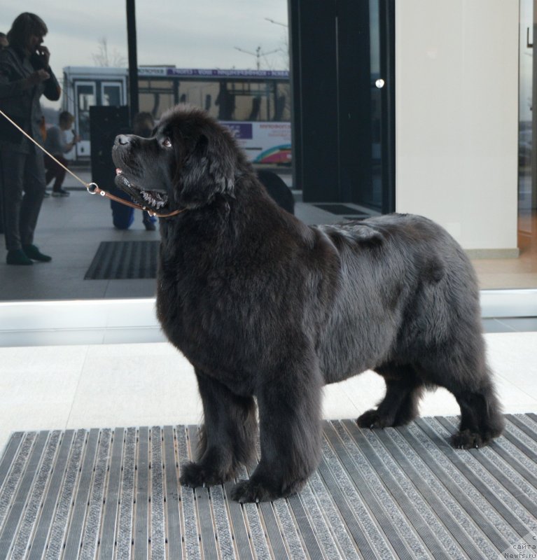 Фото: ньюфаундленд Sent Djons Yustiniya Yuliya (Сент Джонс Юстиния Юлия)