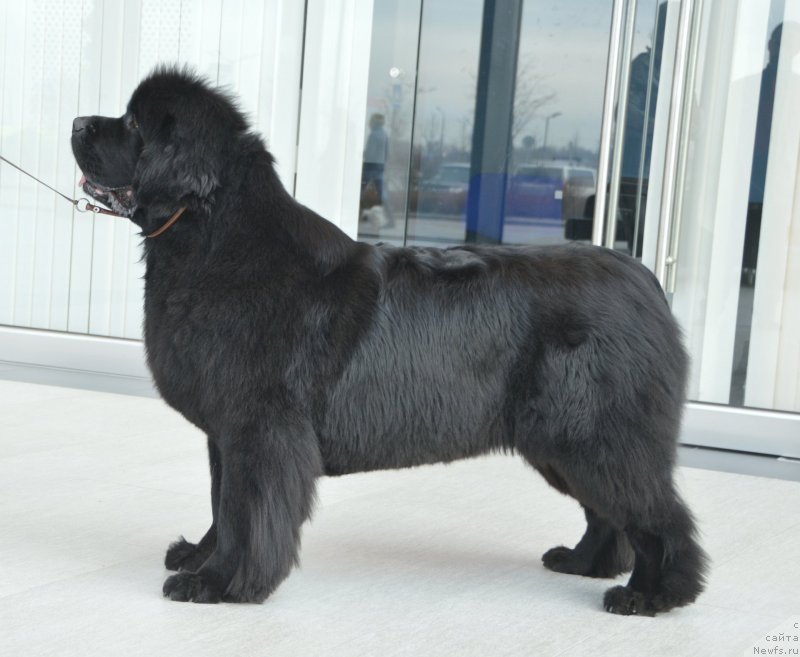 Фото: ньюфаундленд Sent Djons Yustiniya Yuliya (Сент Джонс Юстиния Юлия)