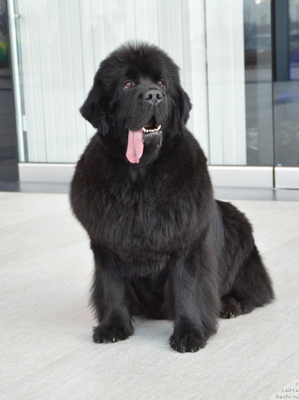 Фото: ньюфаундленд Sent Djons Yustiniya Yuliya (Сент Джонс Юстиния Юлия)