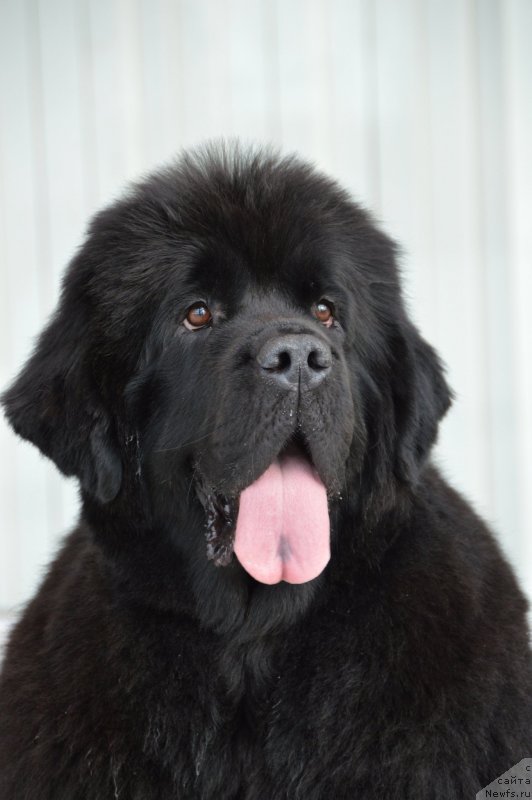 Фото: ньюфаундленд Sent Djons Yustiniya Yuliya (Сент Джонс Юстиния Юлия)