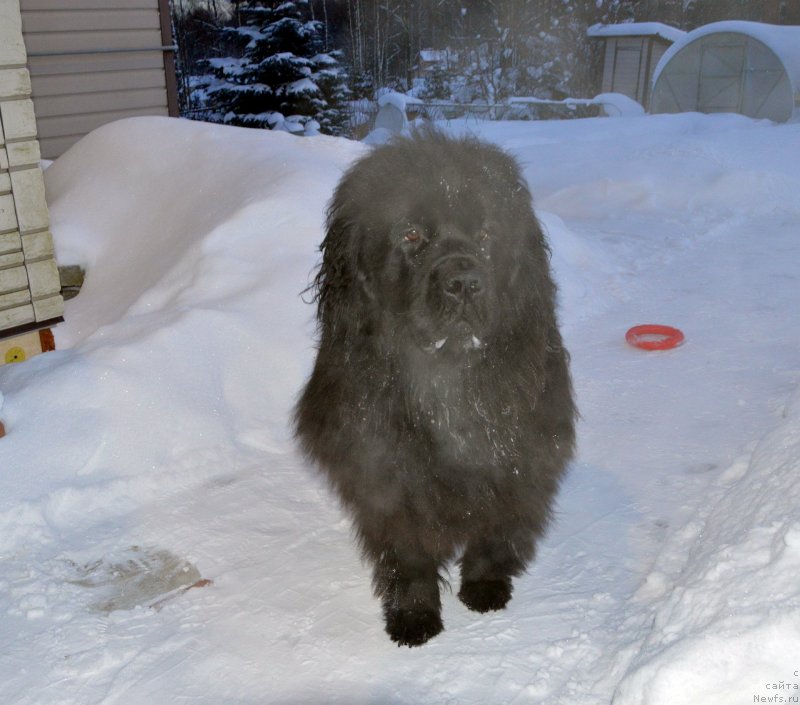 Фото: ньюфаундленд Sent Djons Yustiniya Yuliya (Сент Джонс Юстиния Юлия)