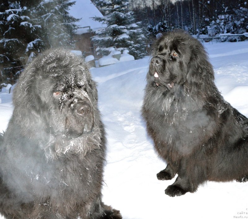Фото: ньюфаундленд Sent Djons Yustiniya Yuliya (Сент Джонс Юстиния Юлия), ньюфаундленд Smigar Agday Virtus (Смигар Агдай Виртус)