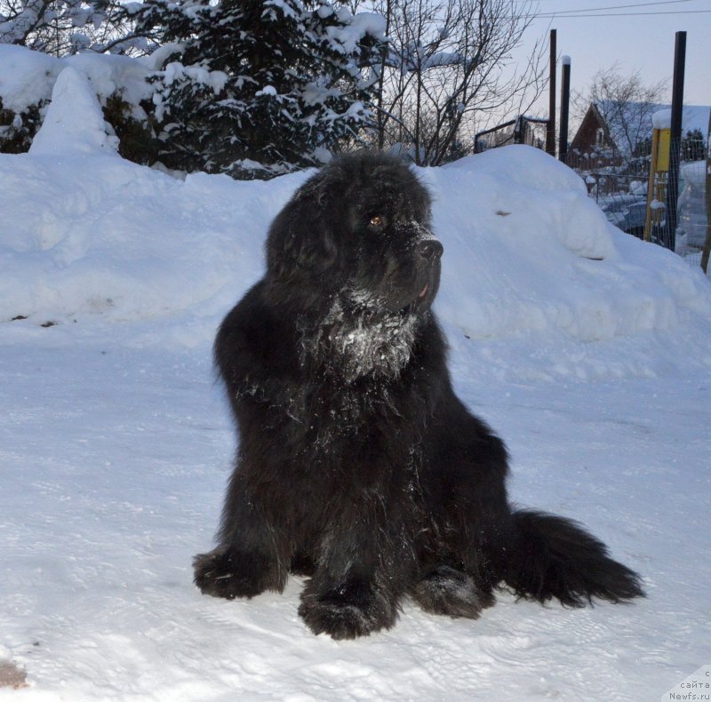 Фото: ньюфаундленд Smigar Agday Virtus (Смигар Агдай Виртус)