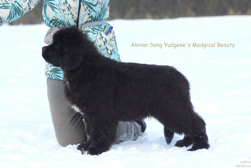 Фото: ньюфаундленд Akvian Song Yugene s Magical Beaytu (Аквианг Сонг Юджина Меджикал Бьюти)