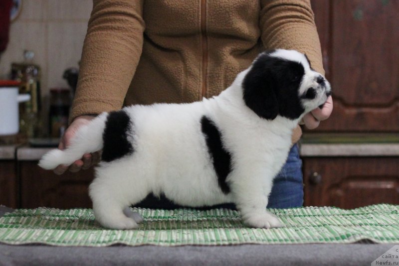 Фото: ньюфаундленд Akvian Song You're Simply the Best (Аквиан Сонг Ю'Ре Симпли зе Бэст)