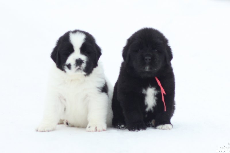 Фото: ньюфаундленд Akvian Song You're Simply the Best (Аквиан Сонг Ю'Ре Симпли зе Бэст)