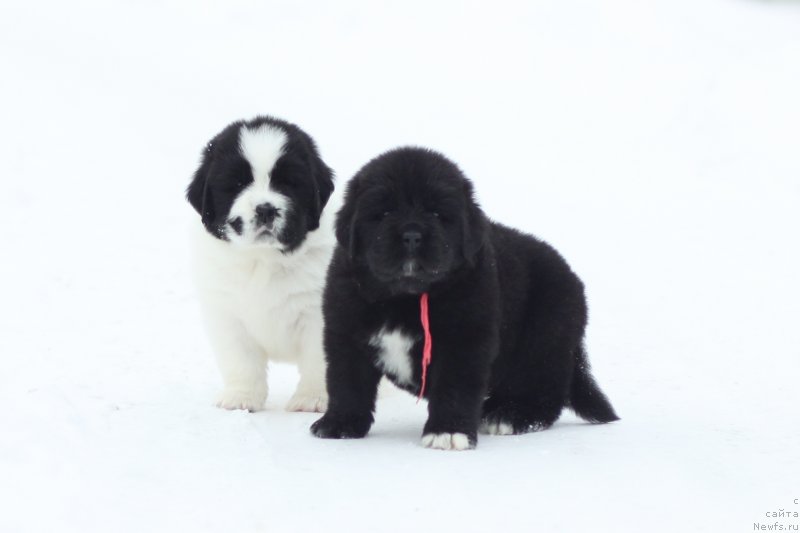 Фото: ньюфаундленд Akvian Song You're Simply the Best (Аквиан Сонг Ю'Ре Симпли зе Бэст), ньюфаундленд Akvian Song Yugene s Magical Beaytu (Аквианг Сонг Юджина Меджикал Бьюти)