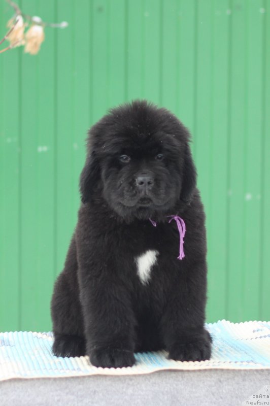 Фото: ньюфаундленд Akvian Song Yug (Аквиан Сонг Юг)